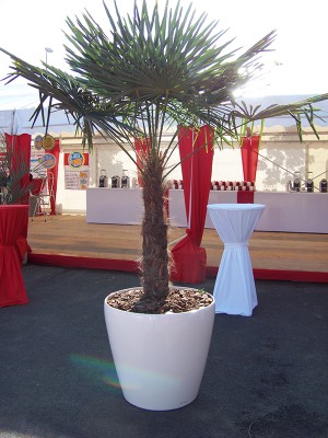 green-inside-palmier-de-chine2-e1450341394933