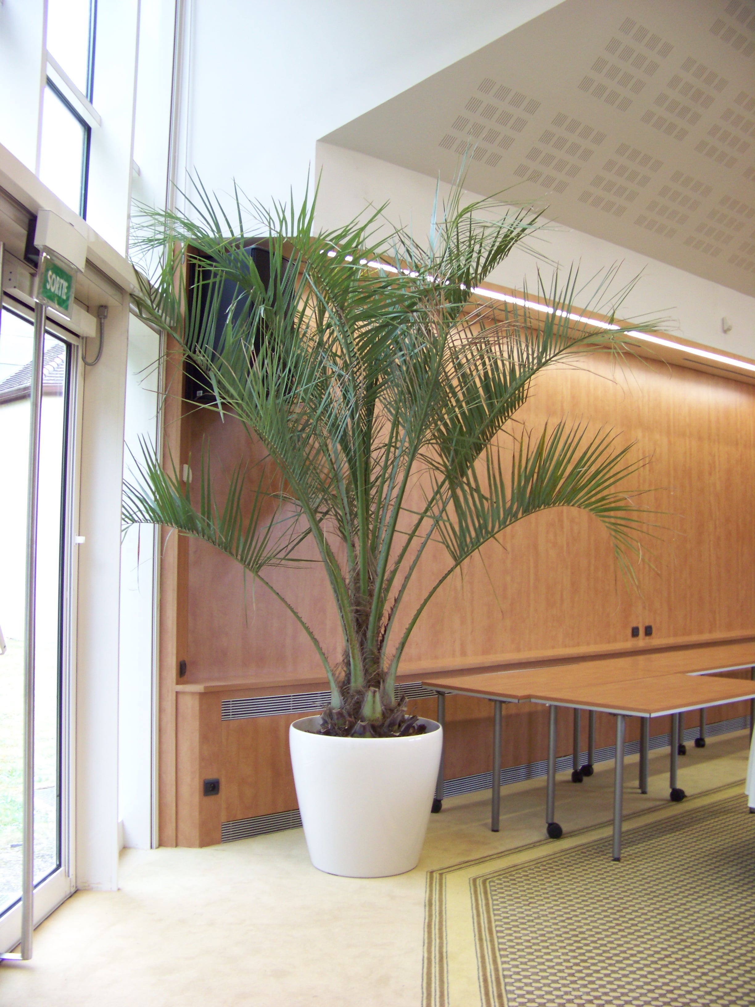 butia 2-min